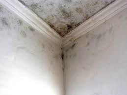 Best Attic Mold Removal  in Alexandria, KY